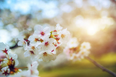 Close-up of white cherry blossom tree