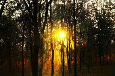 Trees in forest during sunset