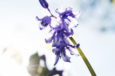 Close-up of purple flowers blooming against blue sky