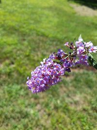 Close-up of purple flowering plant