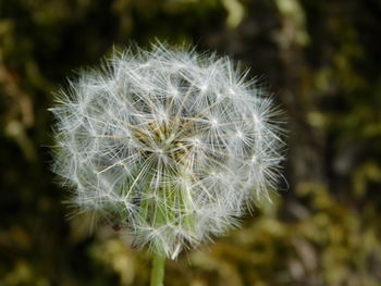 Close-up of dandelion flower