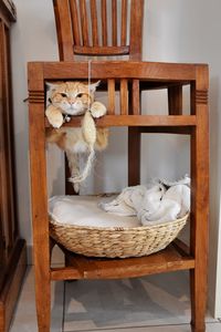 View of cat in basket