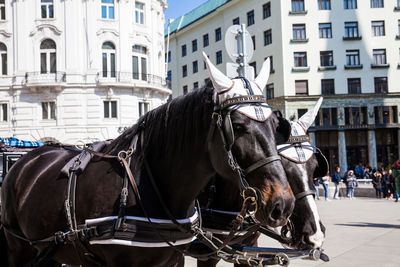 Horse-drawn carriage in front of the hofburg imperial palace in vienna