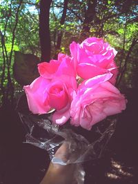 Close-up of pink rose