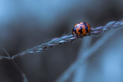 Close up of ladybug on a grass plant