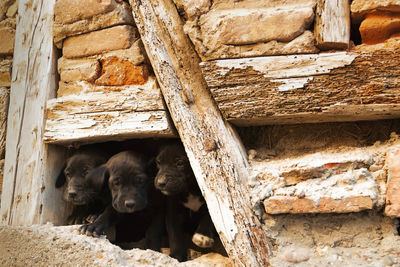 Puppies hiding in a stone wall