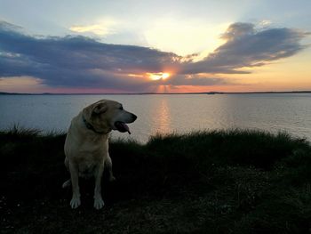 Dog sitting on beach against sky during sunset