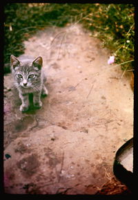 Portrait of cat