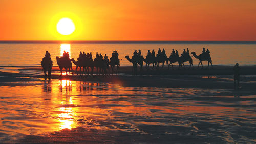 Silhouette people riding camels at beach during sunset