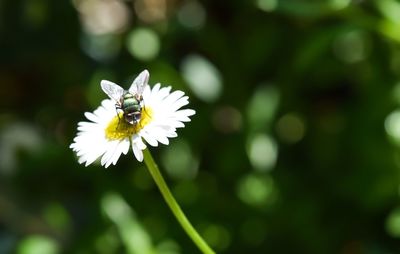 Close-up of insect on white flower