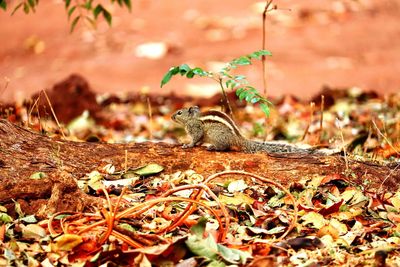 Close-up of squirrel