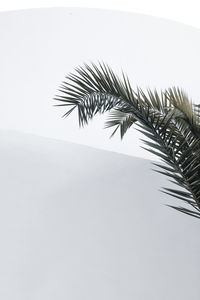 Palm tree in santorini, greece