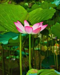 Close-up of lotus water lily in pond