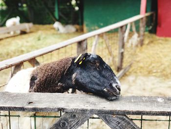 View of an animal head