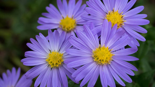 Close-up of purple flowering plants