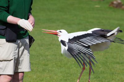 Close-up of a bird on field