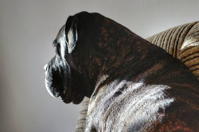 Mastiff dog sitting on sofa