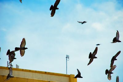 Low angle view of birds flying in sky