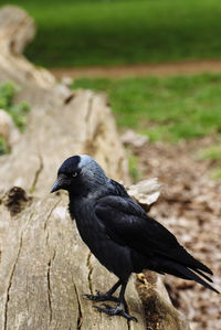 Close-up of bird perching outdoors