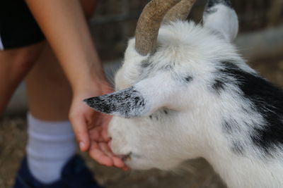 Close-up of hand feeding animals at the farm