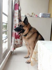 Dog looking away at home