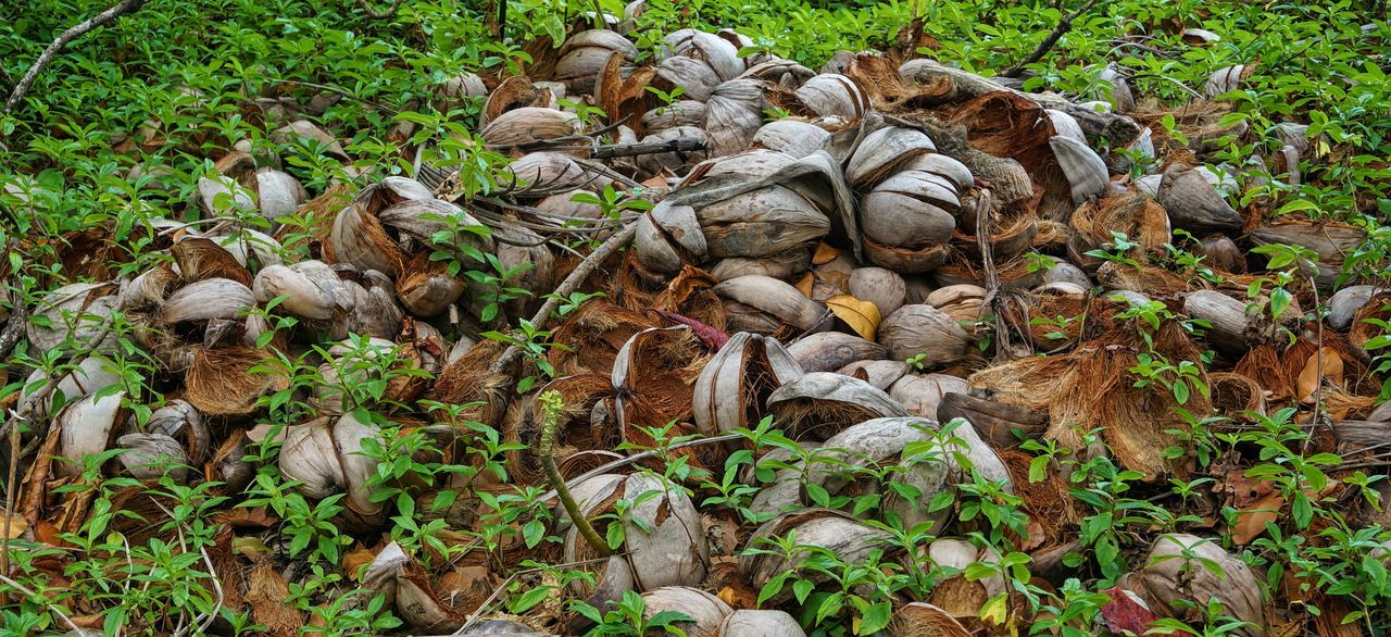 Coconut husks