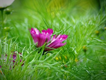 Close-up of pink crocus flowers growing in field