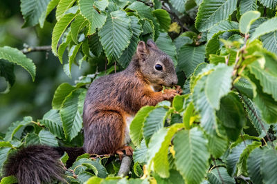 Squirrel on tree