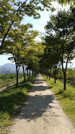 Road amidst trees and plants