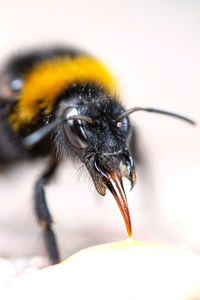 Close-up of bee pollinating on flower