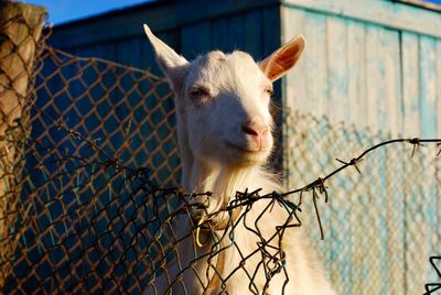 Portrait of goat by fence