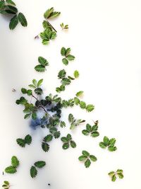High angle view of flowering plant against white background