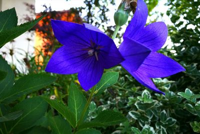 Close-up of purple flower