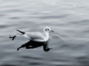 Close-up of seagull swimming in lake