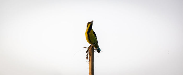 Close-up of bird perching on leaf against clear sky