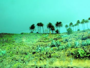 Scenic view of palm trees against clear sky