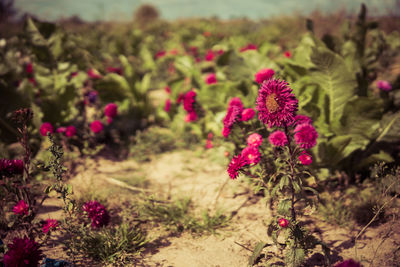 Close-up of pink flowering plants on land