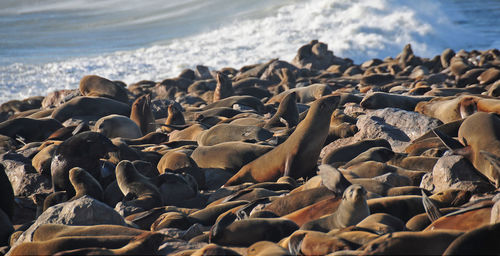 Sea lions relaxing at beach