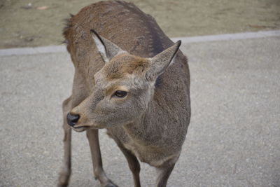 High angle view of deer standing on land