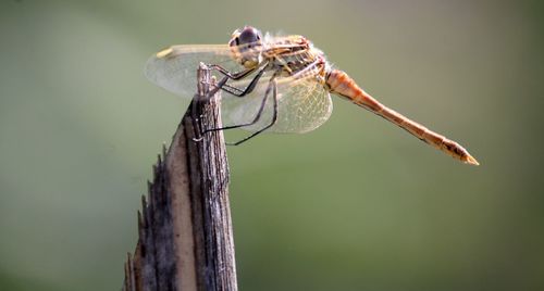 Close-up of dragonfly  perching on leaf