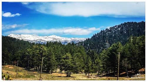 Pine trees on snowcapped mountains against sky