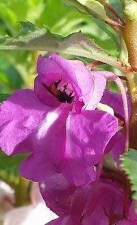 Close-up of pink flowers