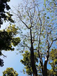 Low angle view of trees against clear sky