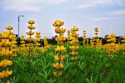 Fresh yellow flowers blooming in field