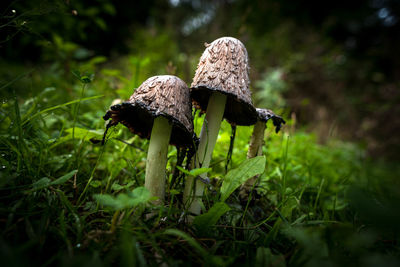Close-up of mushroom growing on field