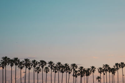 Palm trees against clear sky during sunset