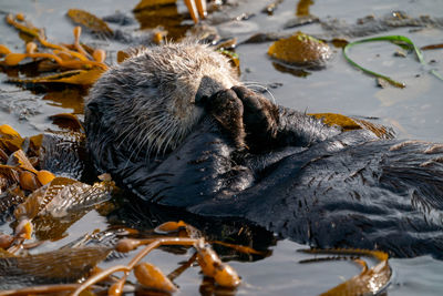 Sea otter wrapped in kelp floating on the water while rubbing its mittens and stretching its flipper