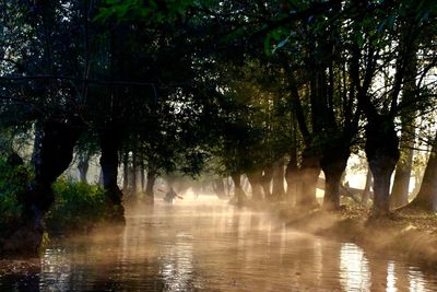 Trees in forest