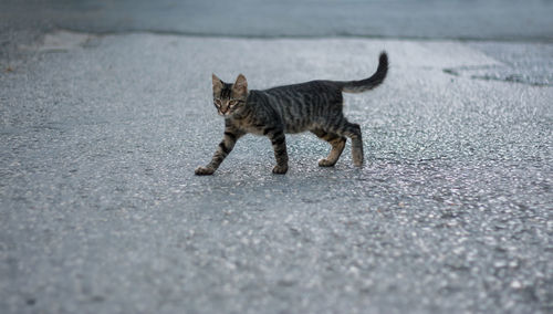 Cat walking on street