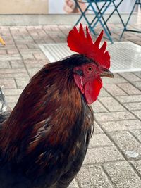 Close-up of a bird